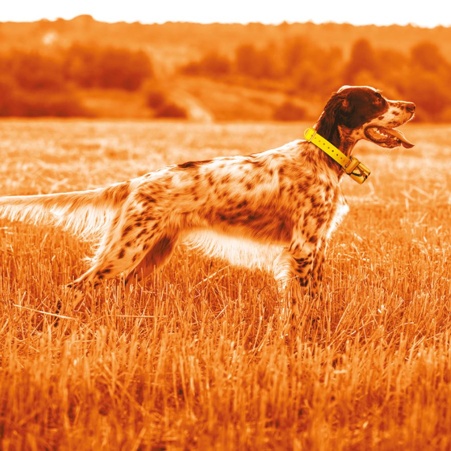 Beeper One GPS - Système de détection de chiens
