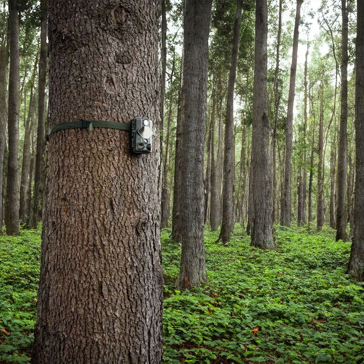 WILD GUARDIAN WI-FI